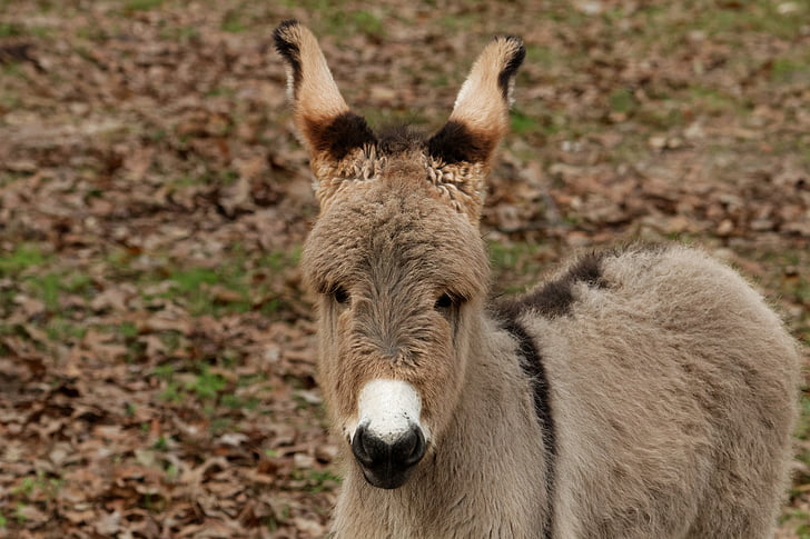 mediterranean donkey, donkey, baby, cute, farm, standing, animal