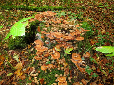 foresta, tronco d'albero, muschio, gruppo del fungo, umbrinum, funghi di bosco, collezione