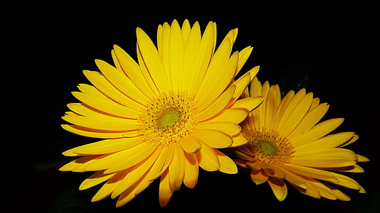 Gerbera, gul, Stäng, gul blomma, dekoration, naturen, sommar
