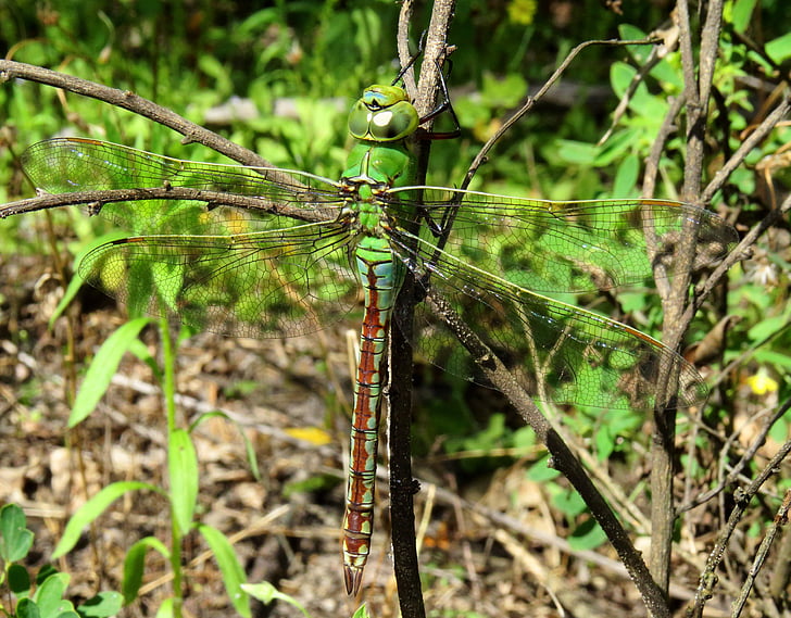anax imperator, emperor dragonfly, blue emperor, dragonfly, insect, face, compound eyes