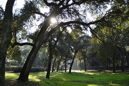 forest, oak forest, sun, branches, park, meditation