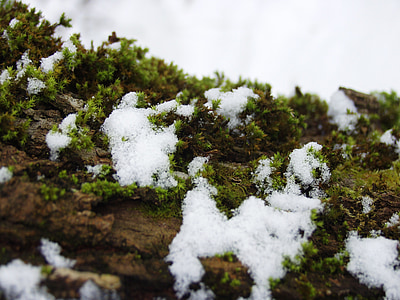 sne, Moss, Log, vinter, kolde, hvid