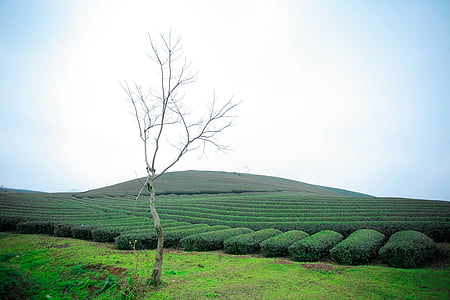 Moc Чау чай doi, Moc Чау Хил, Moc Чау - син ла, Селско стопанство, селски сцена, поле, пейзаж
