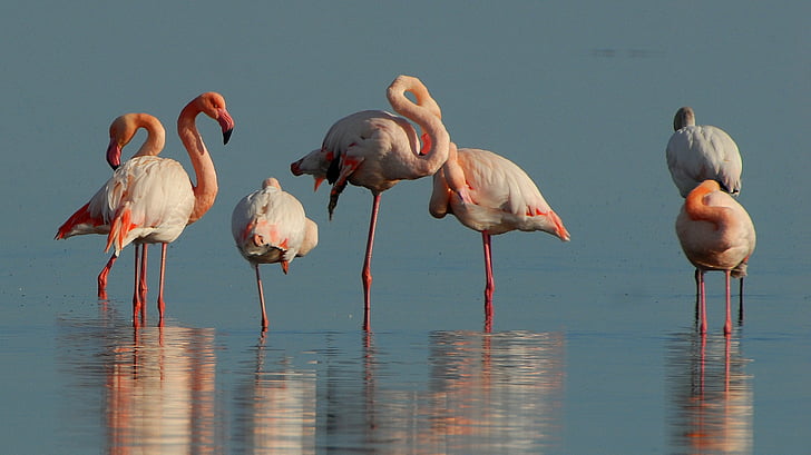 flamingoer, fugle, dyr, Pink, vand, søen, stående