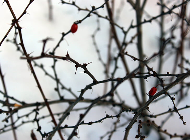 winter, prickles, snow, twigs, horizontal, white