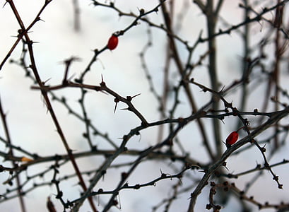ฤดูหนาว, prickles, หิมะ, กิ่งไม้, แนวนอน, สีขาว