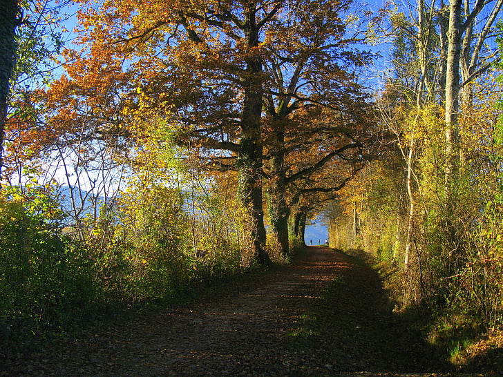 fulles, bosc, camí, tardor, arbre, fullatge, llum