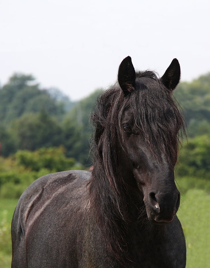 kůň, modrý bělouš, Equus, hřebec, zvíře, koní, jedno zvíře