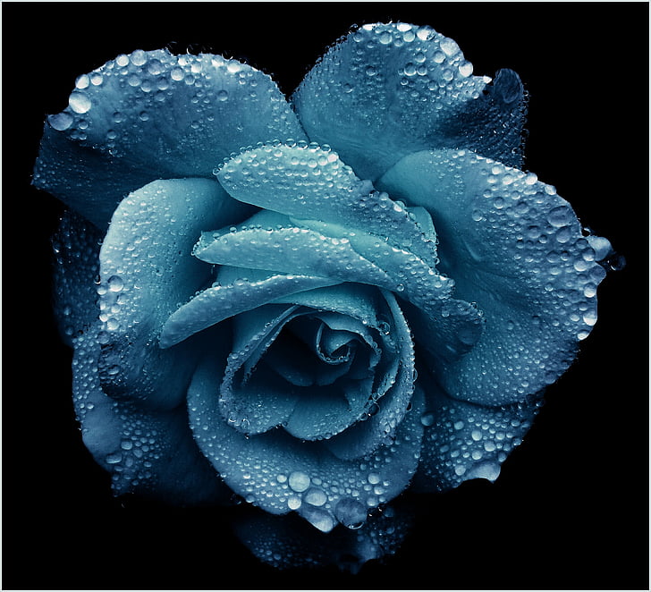 Rosa, or, romàntic, flor, flor, noble, gota d'aigua