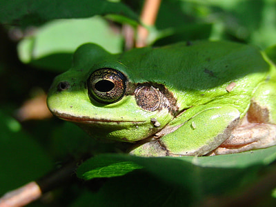 far east tree frog, nibe croaker, frog, hyla japonica, amphibian, closeup, animals