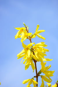 forsythia, blossom, bloom, yellow, branch, gold lilac, flower