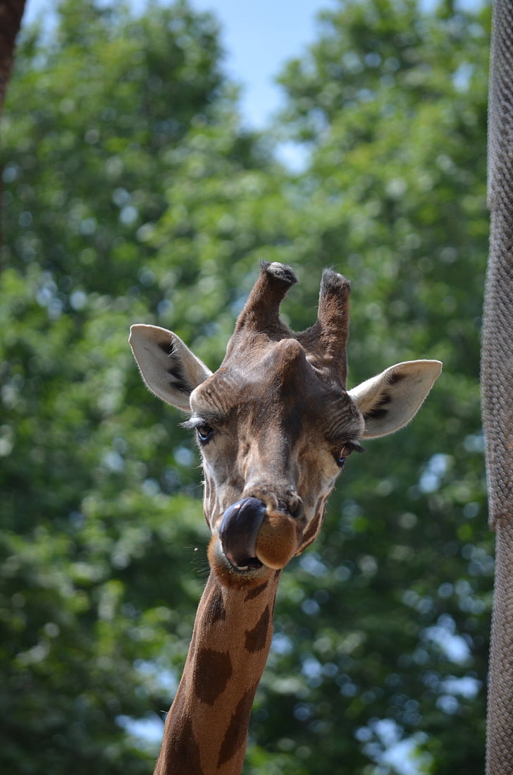 giraffa, animale, lingua