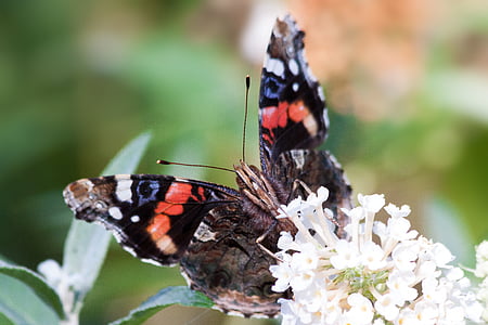 Almirall, Vanessa atalanta, papallona, papallones de parcel·la, edelfalter, insecte, natura