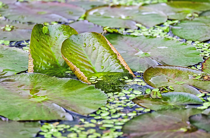 lily pad, water, quiet, idyll, still water, pond, nature