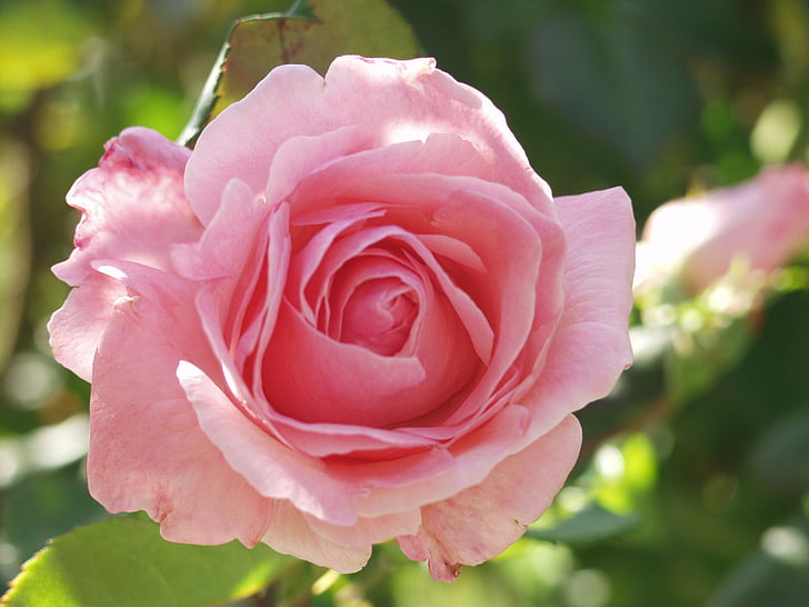 Rosa, Rosa, flor, jardí, planta, natura