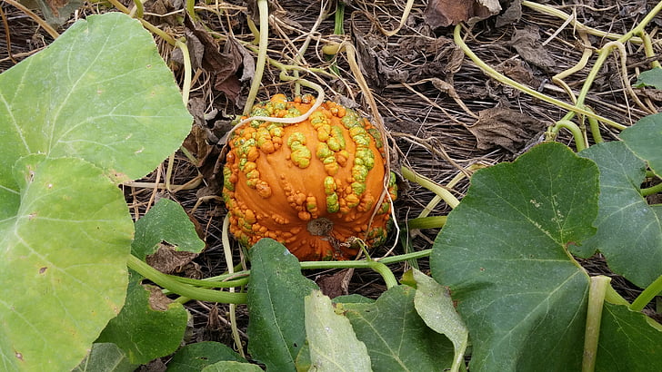Pumpkin patch, upadek, jesień, pomarańczowy, żniwa