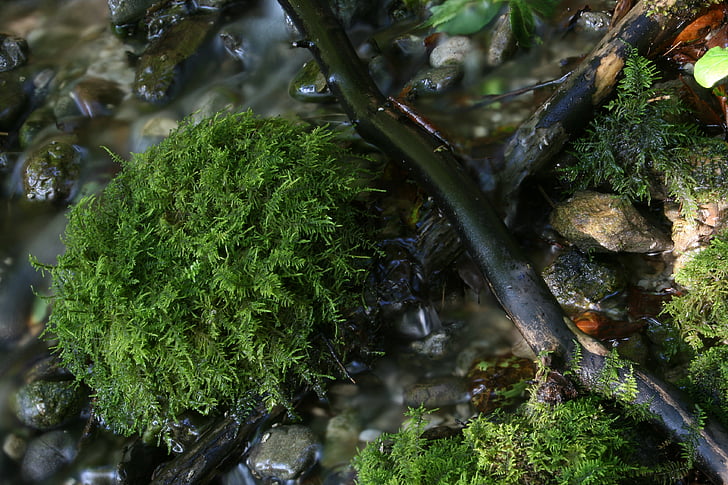 bach, moss, water, nature, green, source, bubble