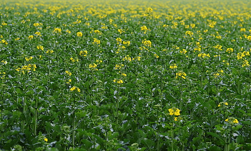 oilseed rape, field of rapeseeds, yellow, plant, blossom, bloom, landscape