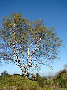 Birch, pohon, individual, alam, musim semi, suku, kayu