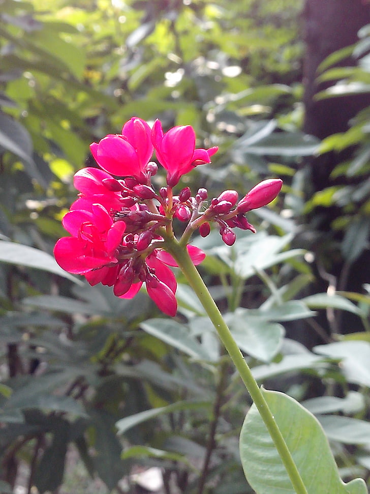 flowers, tree, red flowers, nature, bush, flower pin, bright