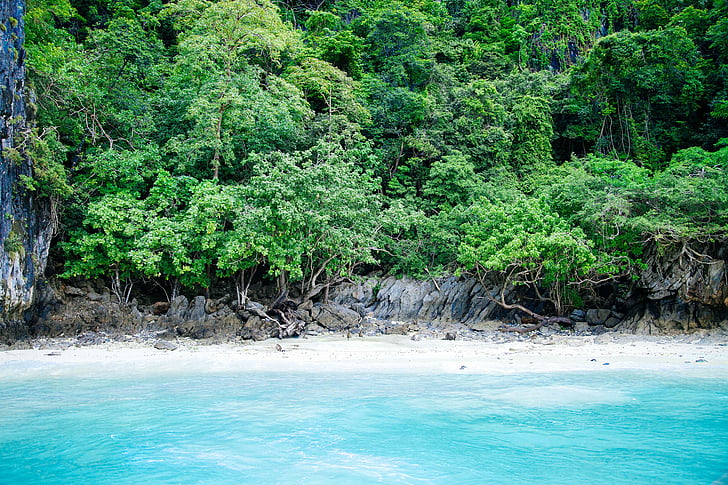 green, forest, front, blue, body, water, beach