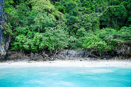 verde, foresta, parte anteriore, blu, corpo, acqua, spiaggia