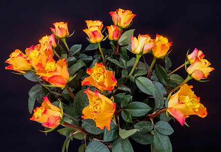 bouquet of roses, roses, bouquet, blossom, bloom, flowers, orange
