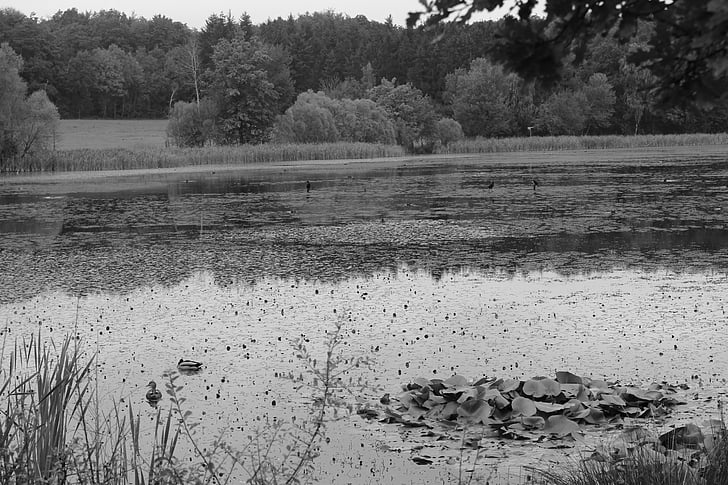 Rodder maar, maar, brohltal, Vulkaneifel (district), herfst, water lily, water reflectie
