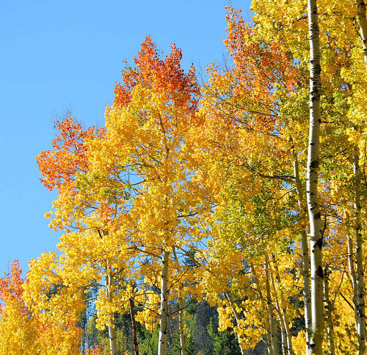 Aspen, na podzim, Barva, žlutá, Hora, oranžová, Příroda