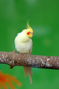 cockatiel, fuglen, papegøye, pen, søt, gul, dyr
