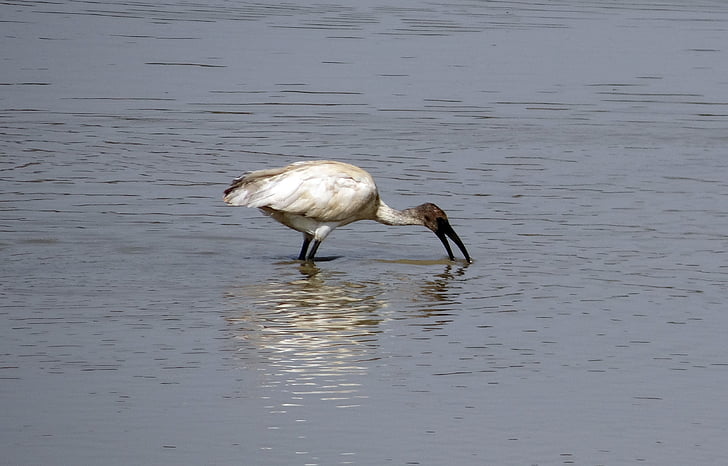 ibis, white ibis, bird, wildlife, fauna, feeding, fish