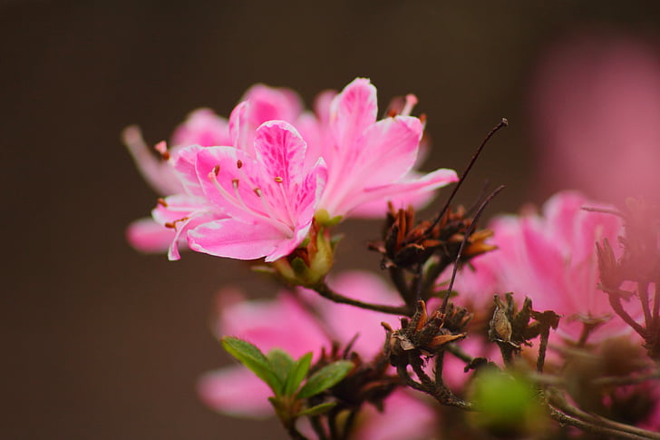 kesällä, Blossom, Bloom, vaaleanpunainen, kasvi, Luonto, kukka