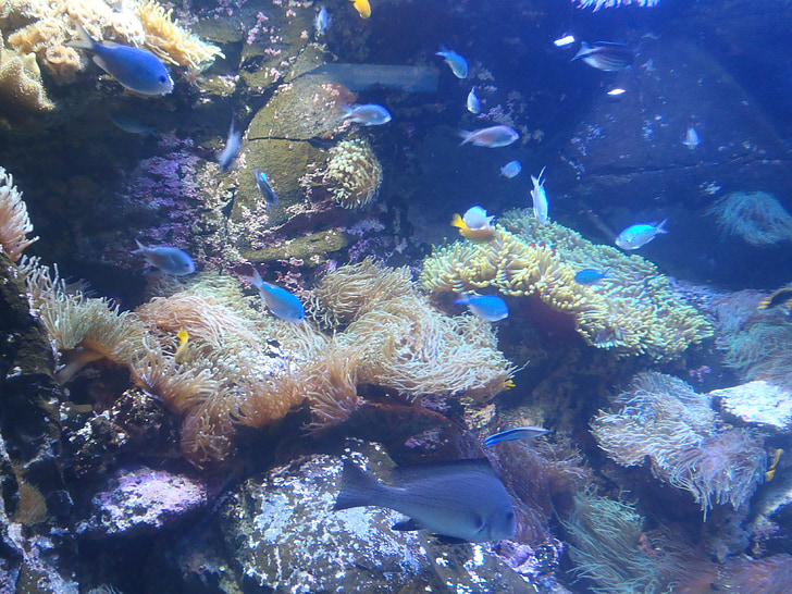underwater world, exotic fish, underwater life, diving, coral, australia, underwater