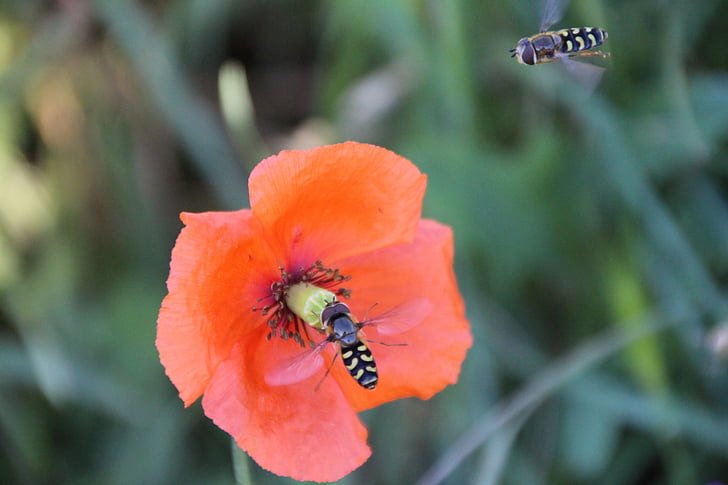 wasps, approach, insect, blossom, bloom, poppy, red poppy