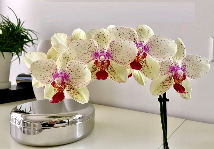 orquídea, flor, planta, Photoshop, natureza