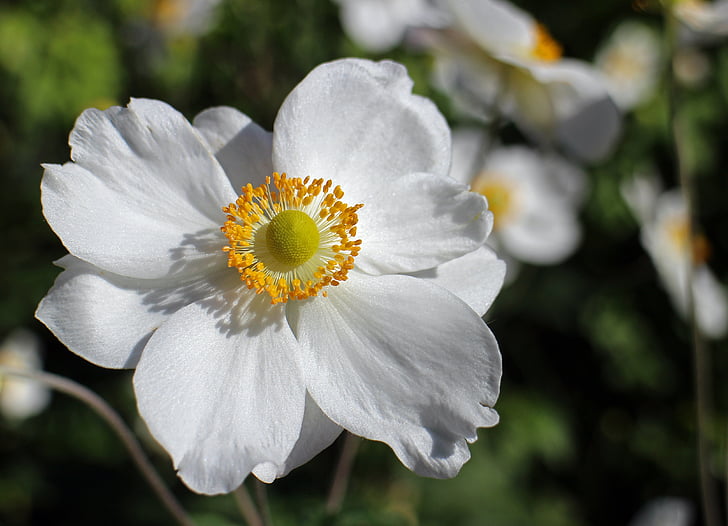 fall anemone, white, flower, garden plant, bloom, anemone, autumn