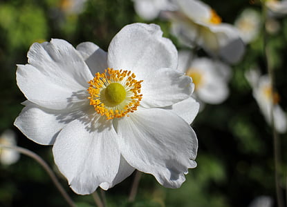 fald anemone, hvid, blomst, haveplante, Bloom, Anemone, efterår