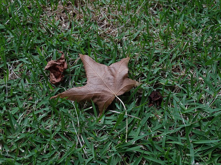 leaf, nature, grass, platano, canada, dry leaf