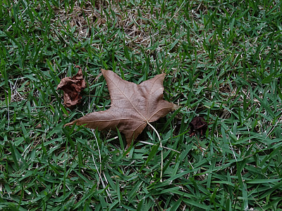 Leaf, naturen, gräs, Platano, Kanada, torra blad
