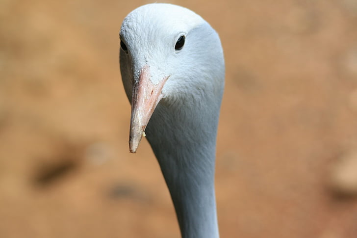 bird, crane, blue, grey, head, face, bill