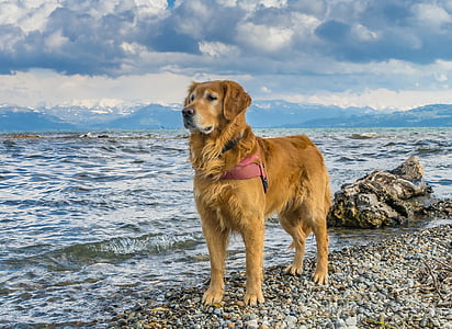 gos, Llac de Constança, recollidor de pilotes daurat, platja, l'hivern, pelatge, assolellat
