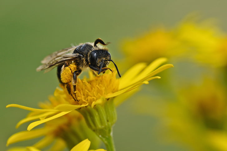 abelha, inseto, macro, forragem, flor, um animal, temas de animais