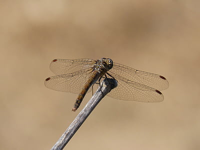 dragonfly, branch, sympetrum striolatum, winged insect