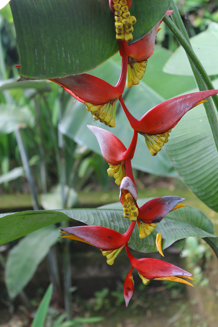 Vertikalus petard paukštis bananų, augalų, gėlė
