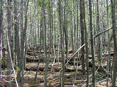 bosc, arbres, dens