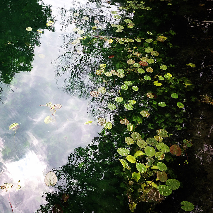 water, creek, nature, forest, lilypads