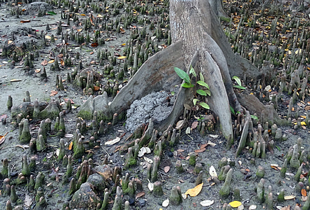 Sundari, fa, heritiera zsarátnokának, mangrove, fajok, mályvafélék (Malvaceae), sundri