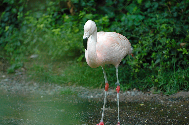 Flamingo, jardim zoológico, Zurique, pássaro, ave aquática, -de-rosa, na