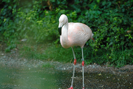 flamingo, zoo, zurich, bird, water bird, pink, in the