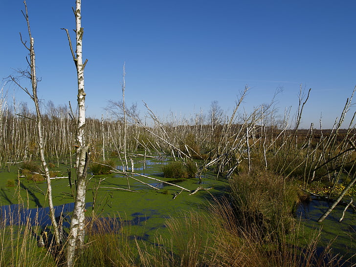 swamp, birch, nature reserve, moor, moorland, water, pond